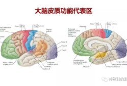 大腦結構圖及功能圖,大腦結構圖